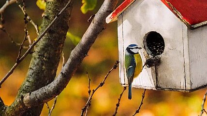 Gute Nachrichten für alle, die gerne Vögel beobachten