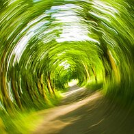 trees-358418_1280